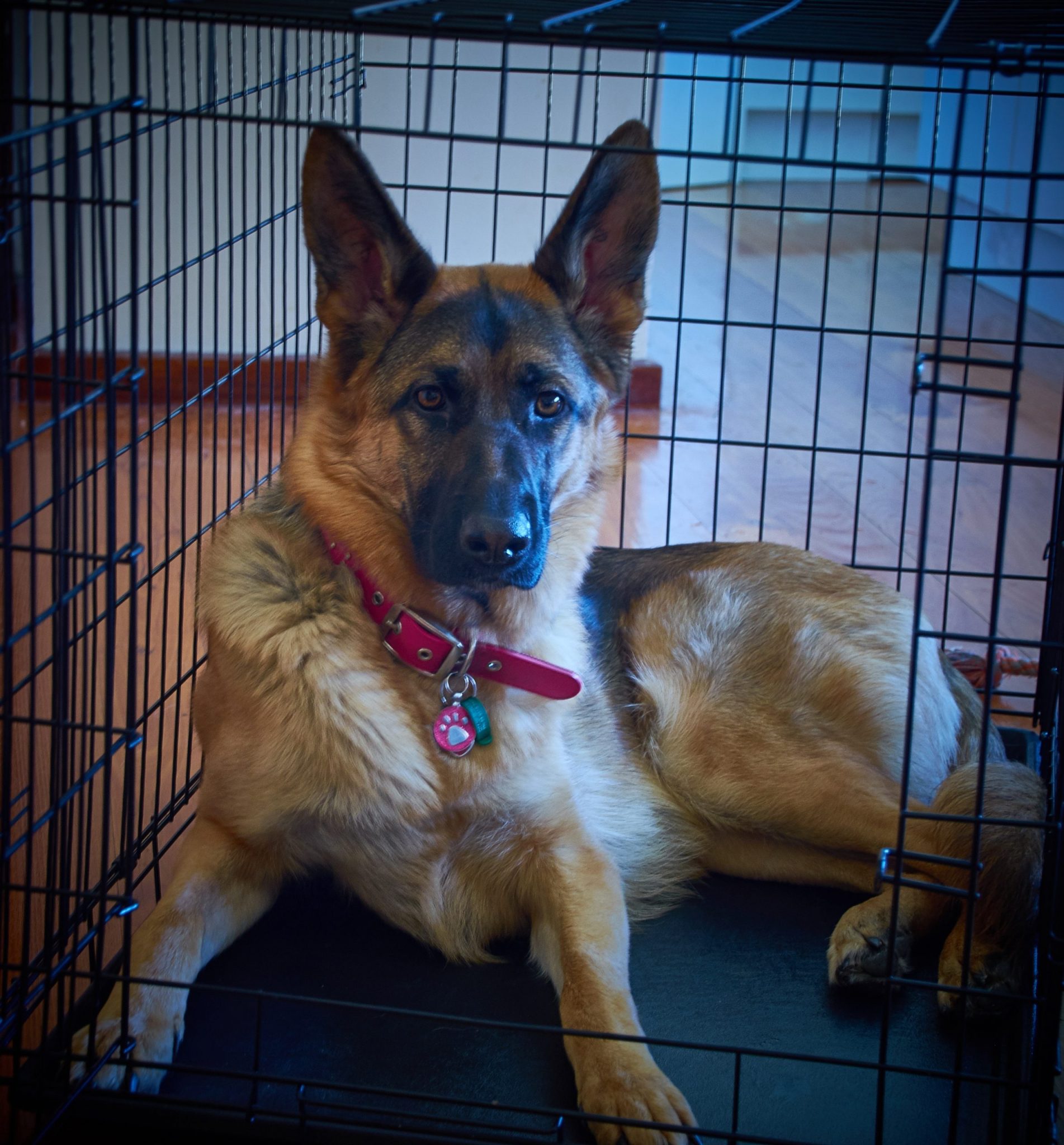 crate your puppy crate your doggie centre crate your puppy crate your doggie centre