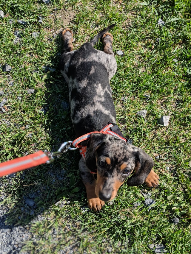 How to train a Dachshund Doggie Training Centre