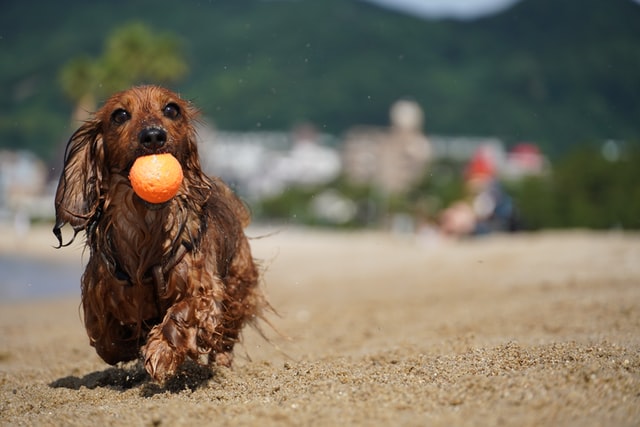 dachshund-training-2