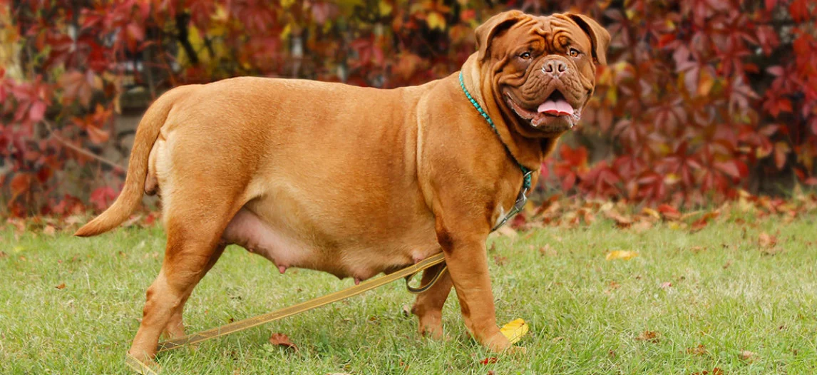 Signs A Dog Is Going Into Labor Soon Doggie Training Centre