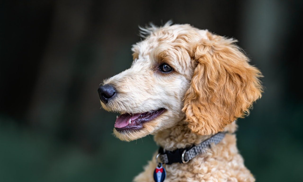 dogs-with-curly-hair-doggie-training-centre