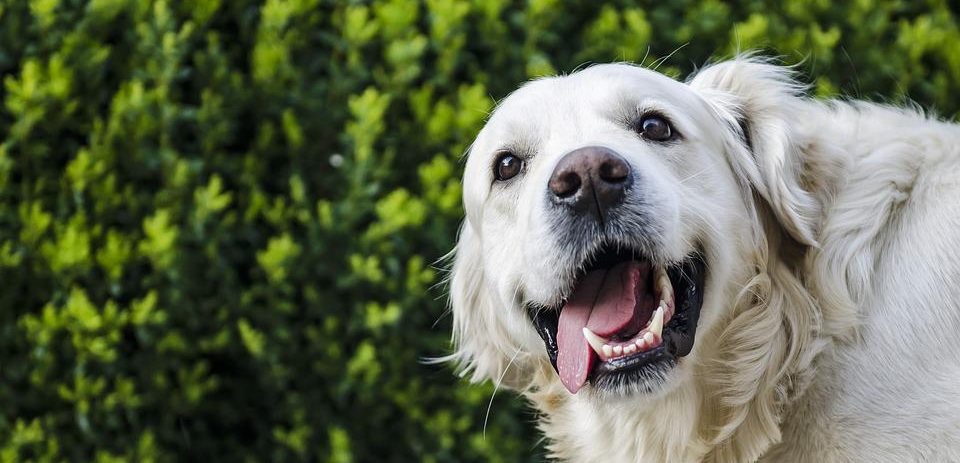 Golden Retriever Temperature Tolerance - Doggie Training Centre