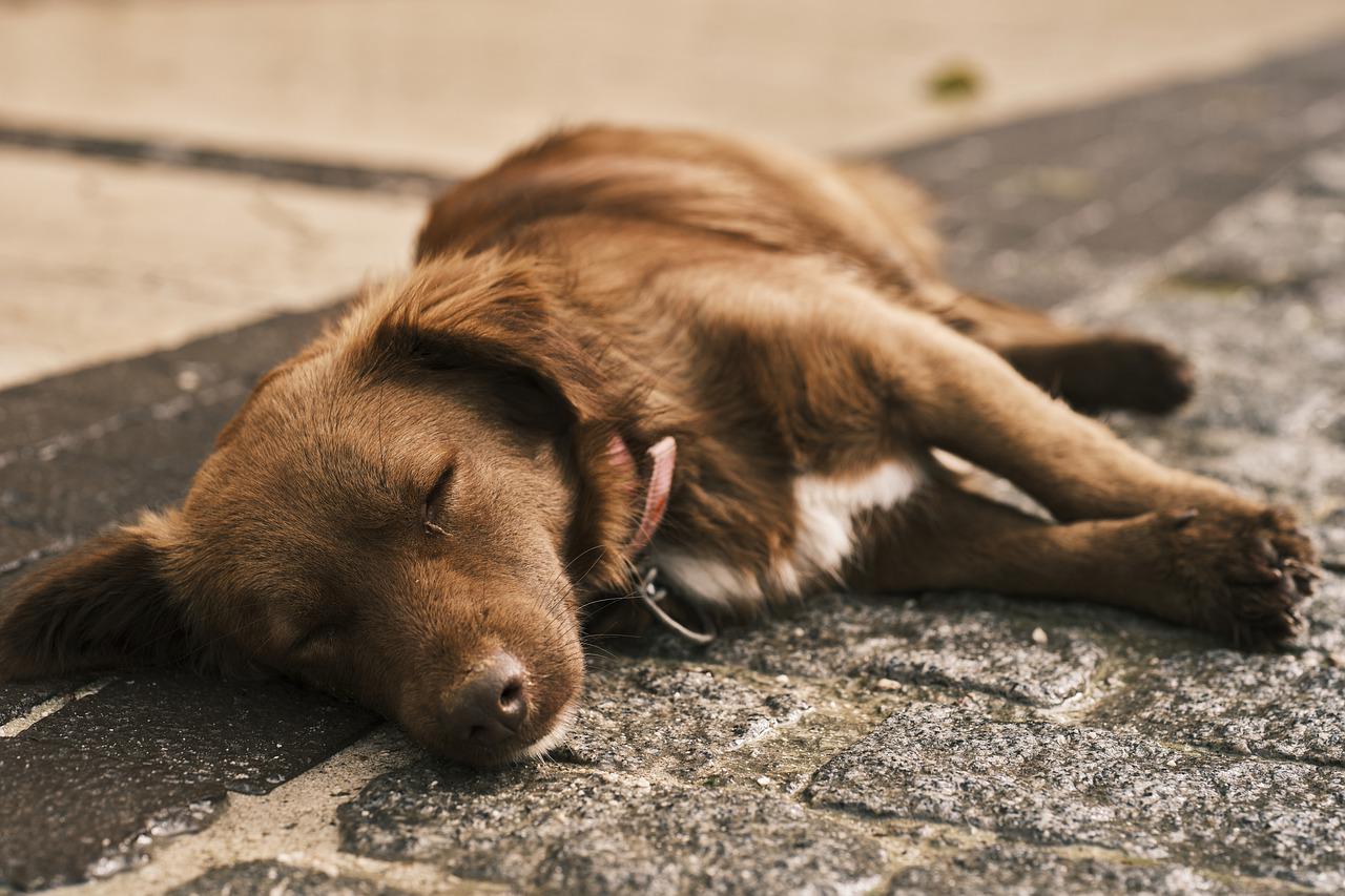 should-dogs-sleep-outside-doggie-training-centre