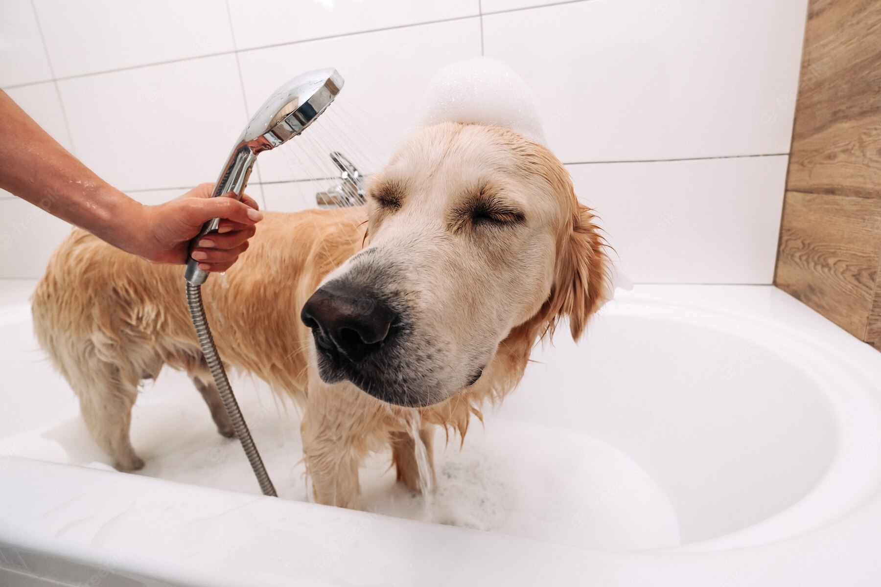 Best golden retriever shampoo and conditioner Doggie Training Centre